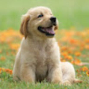 Meet your Posher, Siena